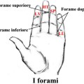 i forami